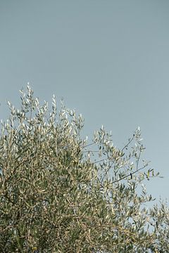 Olivenbaum in der Toskana | Italien | Botanisches Foto | Europa Reisefotografie von HelloHappylife