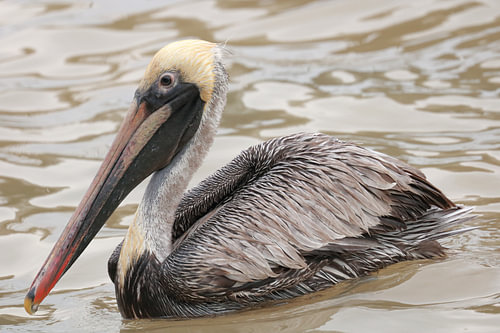 Pelican
