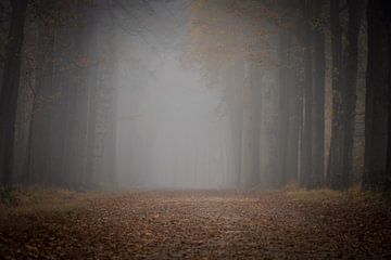 Waldfotografie "Herbst" von Björn van den Berg