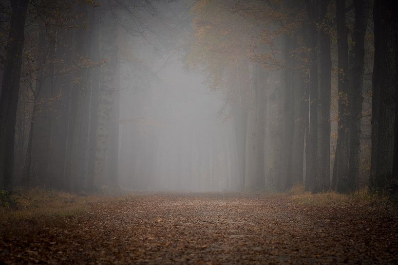 Forest photography &quot;Autumn&quot; by Björn van den Berg