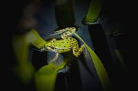 Grenouille verte