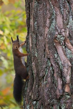 Écureuil curieux sur Danny Slijfer Natuurfotografie