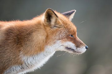 Portrait d'un renard sur Wilco Bos