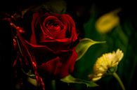 Rote Rose von FotoGraaG Hanneke Miniaturansicht