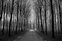 Bomen in de winter