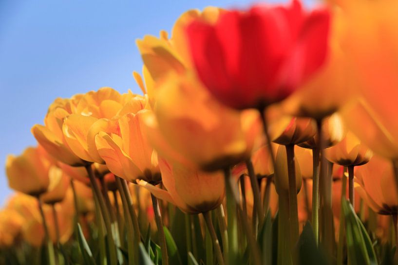 Holländische Tulpen in voller Blüte im Frühling von gaps photography