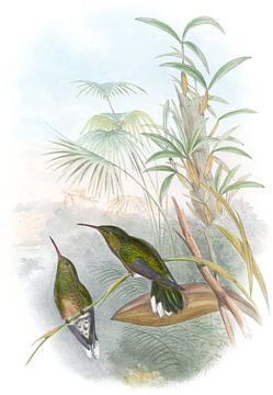 Cuvier's Sabre-Wing, John Gould van Hummingbirds