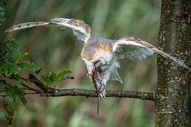 Barn owl with prey by Jack Brekelmans