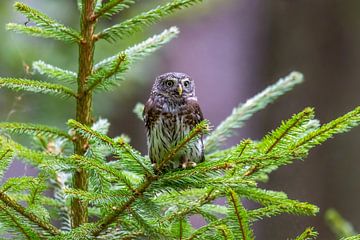 Pygmy Owl in a Fir Tree by Teresa Bauer