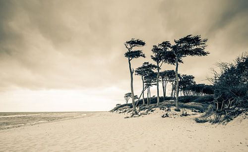 West Rim Wind Fledglings