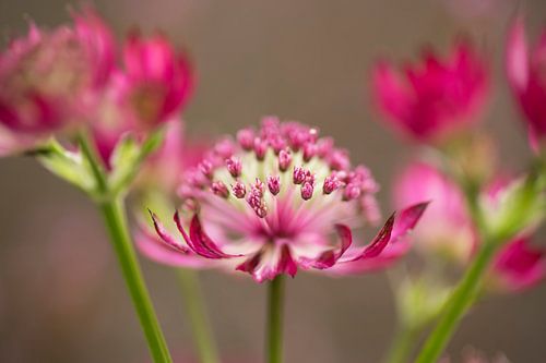 De sierlijke schoonheid van de Astrantia major (Zeeuws knoopje)