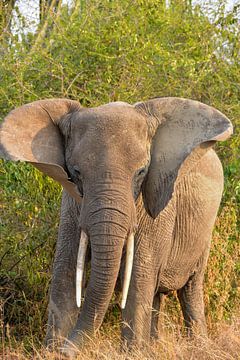 bosolifant in Queen Elizabeth Park in Uganda van Jan Fritz