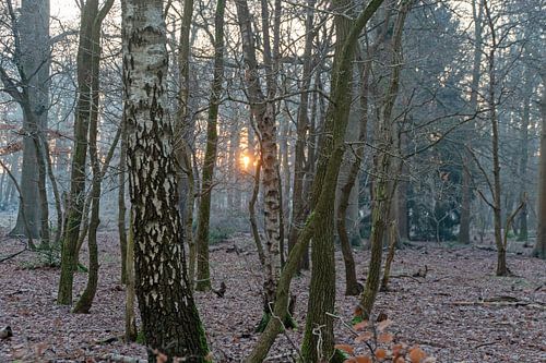 Opkomende zon in koude bos
