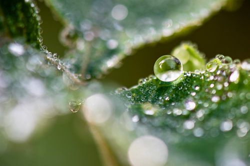 Dew drops on green leaf