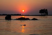 Olifanten bij zonsondergang in rivier (Chobe NP)