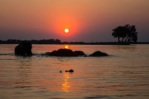 Olifanten bij zonsondergang in rivier (Chobe NP)