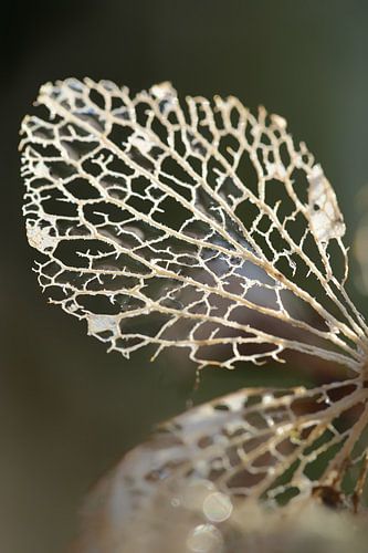 Hydrangea leaf