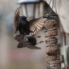 Der Vogelkampf von Rob vlierd van de