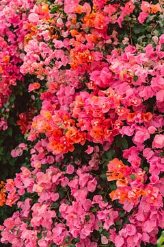 California Blooms by Bethany Young Photography