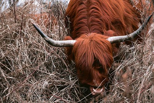 Schotse hooglanders in het amsterdamse bos
