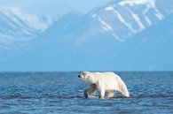 Walk on water by Wildpix imagery thumbnail