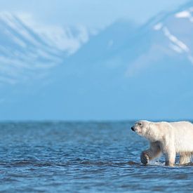 Walk on water sur Wildpix imagery