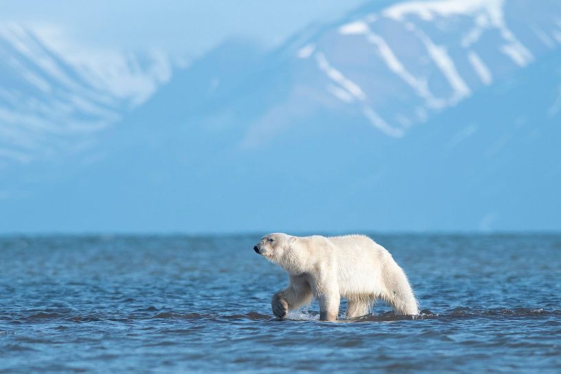 Walk on water by Wildpix imagery