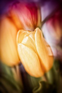 Mysterieuze tulpenbloesems van Nicc Koch