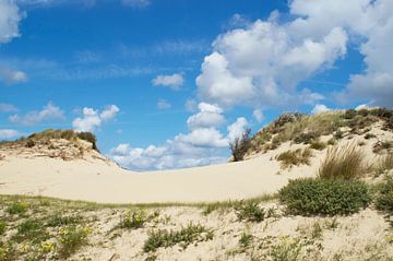 Hollandse duinen bij Wassenaar (Nederland)