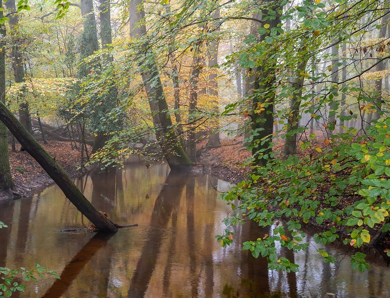 Leuvenumse beek in mist en herfst kleuren! van Peter Haastrecht, van