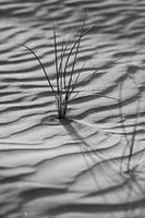 Black and white photograph of dune grass on the coast of Ameland, the Wadden Island.