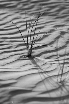 Zwart wit foto van duingras aan de kust van Ameland, het waddeneiland. van Karijn | Fine art Natuur en Reis Fotografie