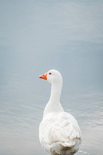 Oie au regard calme dans une eau douce et bleue