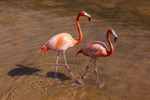 Flamingos in San Diego