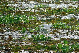 A little egret in the water
