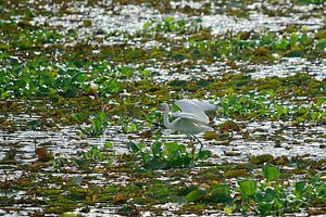 Ein Seidenreiher im Wasser