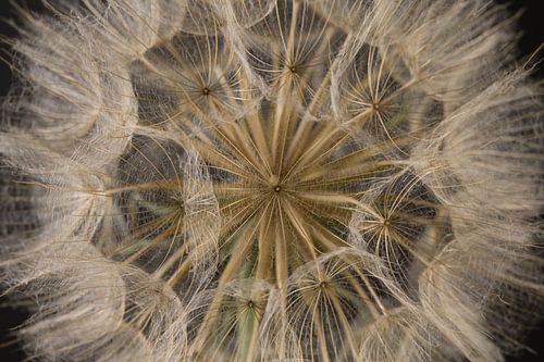 Close-up van een pluizenbol