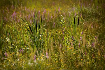 Fleurs des champs sur Frank Smedts