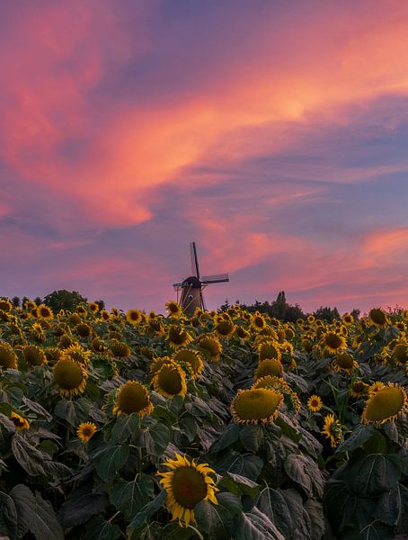 Sonnenblumen mit der Mühle von Kerkhoven im Hintergrund in Oisterwijk von Johannes Nouwens