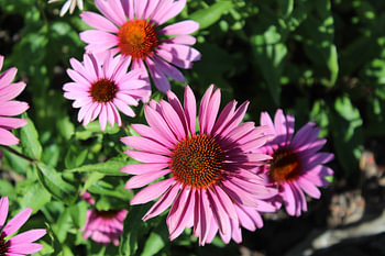 A shrub marguerite