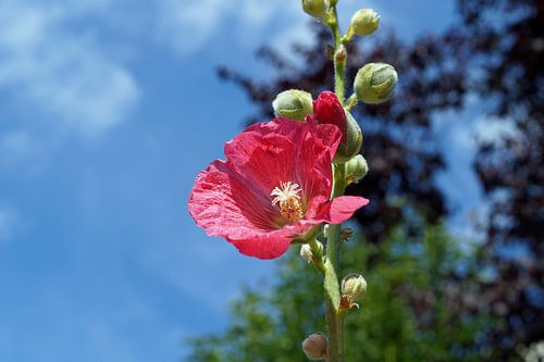 klaproos tegen blauwe lucht