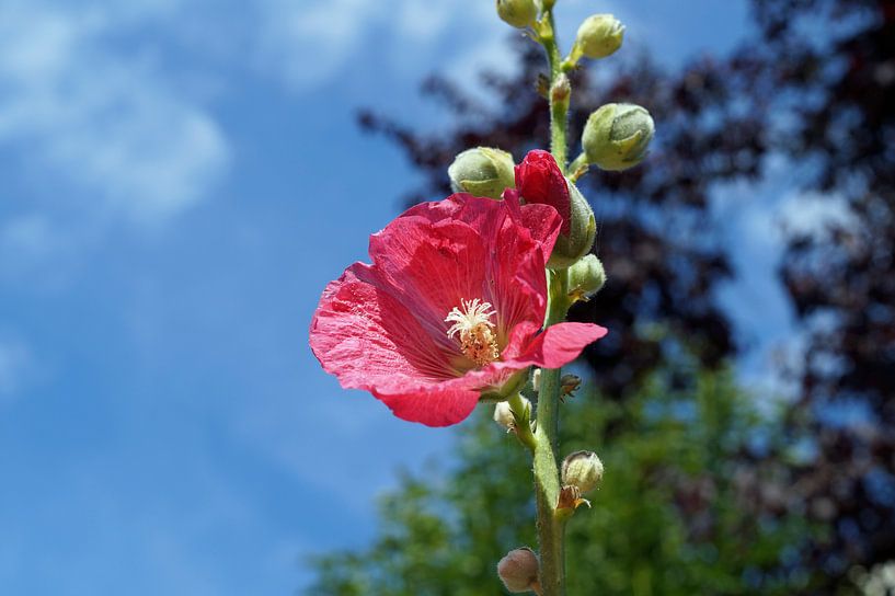 Mohn gegen blauen Himmel von wil spijker