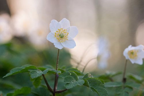 bosanemonen in natuurgebied de Doort