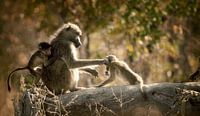 PBB Lomo babouins Kenya Nakuru 8 - Scan d'un film analogique sur Adrien Hendrickx Aperçu