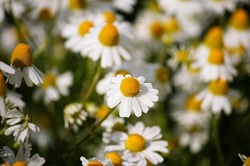 Close up of wild chamomile