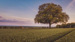 Die alte Eiche im Feld