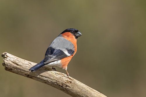 Goudvink mannetje by Ben Bokeh