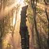 Alleenstaande boom met zonnestralen van Vincent Fennis