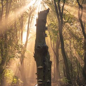 Single tree with sunbeams by Vincent Fennis