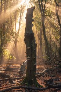 Einzelner Baum mit Sonnenstrahlen